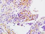 APOH Antibody in Immunohistochemistry (Paraffin) (IHC (P))