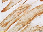 F-Actin Antibody in Immunohistochemistry (Paraffin) (IHC (P))