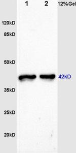 F-Actin Antibody in Western Blot (WB)