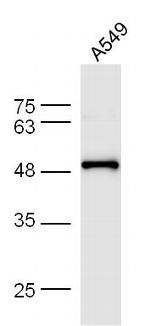 F-Actin Antibody in Western Blot (WB)