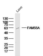 FAM55A Antibody in Western Blot (WB)