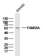 FAM55A Antibody in Western Blot (WB)