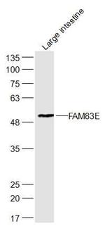 FAM83E Antibody in Western Blot (WB)