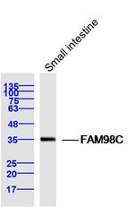 FAM98C Antibody in Western Blot (WB)