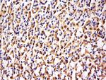FBXO48 Antibody in Immunohistochemistry (Paraffin) (IHC (P))