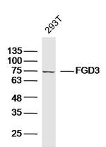 FGD3 Antibody in Western Blot (WB)