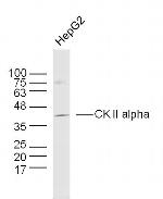CK 2 alpha Antibody in Western Blot (WB)