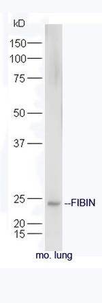 FIBIN Antibody in Western Blot (WB)