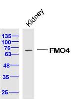 FMO4 Antibody in Western Blot (WB)