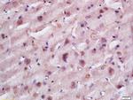 TACO1 Antibody in Immunohistochemistry (Paraffin) (IHC (P))