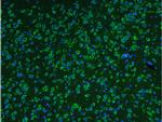 FOX3/NeuN Antibody in Immunohistochemistry (Paraffin) (IHC (P))