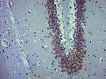 FOX3/NeuN Antibody in Immunohistochemistry (Paraffin) (IHC (P))