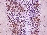 FOX3/NeuN Antibody in Immunohistochemistry (Paraffin) (IHC (P))