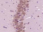 FOX3/NeuN Antibody in Immunohistochemistry (Paraffin) (IHC (P))