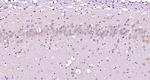 FOX3/NeuN Antibody in Immunohistochemistry (Paraffin) (IHC (P))
