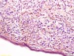 Cathepsin D/CTSD Antibody in Immunohistochemistry (Paraffin) (IHC (P))