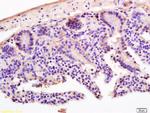 LI-cadherin Antibody in Immunohistochemistry (Paraffin) (IHC (P))