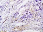 CD146/MCAM Antibody in Immunohistochemistry (Paraffin) (IHC (P))