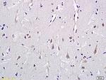 CD146/MCAM Antibody in Immunohistochemistry (Paraffin) (IHC (P))