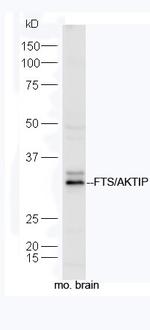 FTS/AKTIP Antibody in Western Blot (WB)