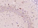 FUT10 Antibody in Immunohistochemistry (Paraffin) (IHC (P))