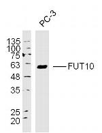 FUT10 Antibody in Western Blot (WB)