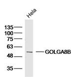 GOLGA8B Antibody in Western Blot (WB)