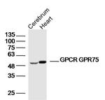 GPR75 Antibody in Western Blot (WB)