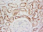 GPR137A Antibody in Immunohistochemistry (Paraffin) (IHC (P))