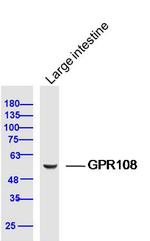 GPR108 Antibody in Western Blot (WB)