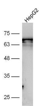 GSDMA Antibody in Western Blot (WB)