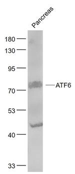 ATF6 Antibody in Western Blot (WB)