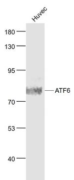 ATF6 Antibody in Western Blot (WB)