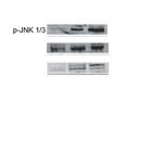 Phospho-JNK1/2/3 (Thr183, Tyr185) Antibody in Western Blot (WB)