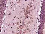Phospho-GAP43 (Ser41) Antibody in Immunohistochemistry (Paraffin) (IHC (P))