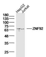 ZNF92 Antibody in Western Blot (WB)