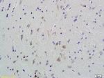 Phospho-CaMK2 (Thr287) Antibody in Immunohistochemistry (Paraffin) (IHC (P))