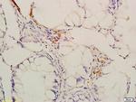Phospho-CaMK2 (Thr287) Antibody in Immunohistochemistry (Paraffin) (IHC (P))