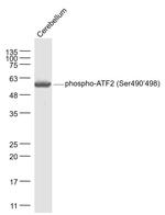 Phospho-ATF2 (Ser490, Ser498) Antibody in Western Blot (WB)