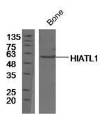 HIATL1 Antibody in Immunohistochemistry (Paraffin) (IHC (P))