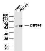 ZNF674 Antibody in Western Blot (WB)