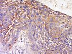 TRAM1 Antibody in Immunohistochemistry (Paraffin) (IHC (P))