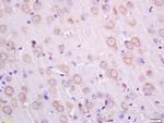 Transmembrane protein 30A Antibody in Immunohistochemistry (Paraffin) (IHC (P))