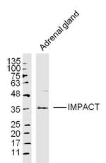 IMPACT Antibody in Western Blot (WB)