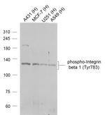 Phospho-Integrin beta 1 (Tyr783) Antibody in Western Blot (WB)