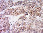IDO2 Antibody in Immunohistochemistry (Paraffin) (IHC (P))