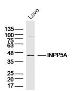 INPP5A Antibody in Western Blot (WB)