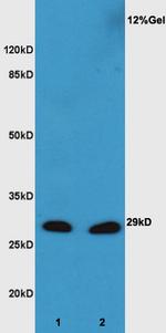 XBP1 Antibody in Western Blot (WB)
