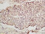 IRF2 Antibody in Immunohistochemistry (Paraffin) (IHC (P))