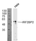 IRF2BP2 Antibody in Western Blot (WB)